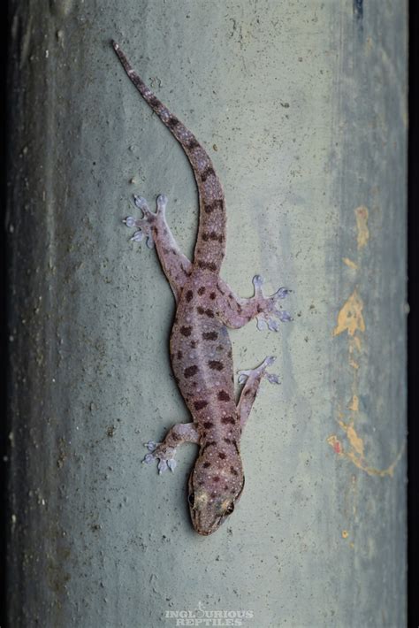 Gehyra Mutilata Common Four Clawed Gecko Inglourious Reptiles Flickr