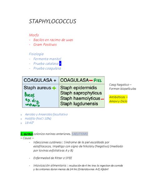 Repaso parcial 2 Resumen Microbiología STAPHYLOCOCCUS Morfo