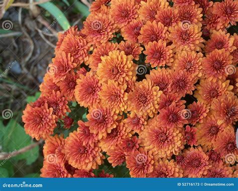 Mums Stock Image Image Of Green Mums Brown Chrysanthemums 52716173