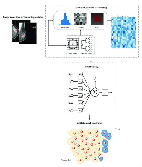 The Workflow For Feature Engineering Of Mammographic Radiomics Which