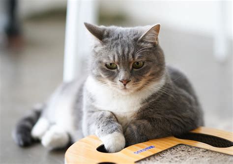 Photo of Cat Climbing on Tree · Free Stock Photo