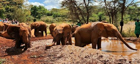 Nairobi Tur Til Elefantb Rnehjem Og Girafcenter Getyourguide