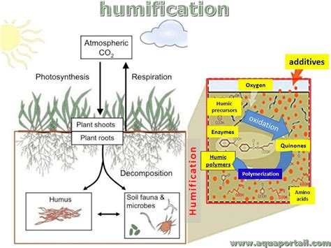 Humus Process Definition At Shelley Wells Blog