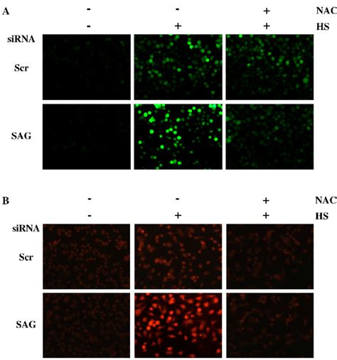 Effects Of Sag Sirna On Cellular Redox Status A Measurement Of In