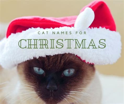 130+ Winter and Christmas Cat Names