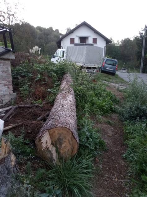 Srušen Bor Drvo Za Ogrijev Daske što God Vam Zatreba Gornje Vrapče