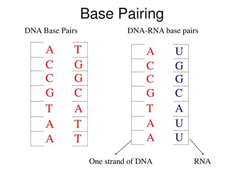 Ppt The Cellular And Molecular Basis Of Inheritance Powerpoint