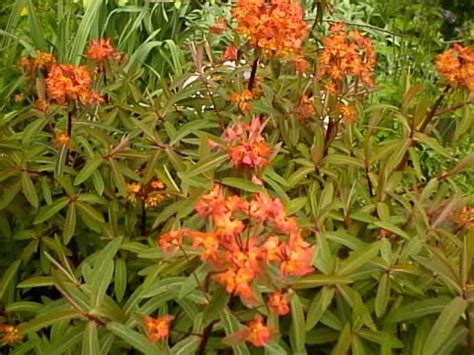 Butterfly Weeds How To Grow And Care For Butterfly Weed Plants