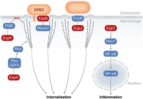 Bringing Down The Host Enteropathogenic And Enterohaemorrhagic