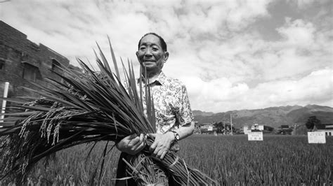 Chinas ‘father Of Hybrid Rice Yuan Longping Dies At 90 His Rice Research Helped Feed The