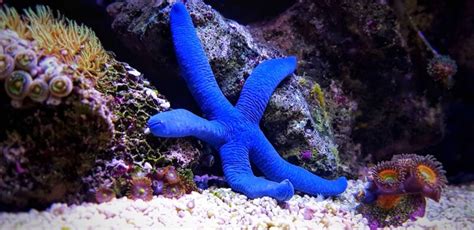 Types Of Saltwater Starfish To Add Sparkle To Your Tank