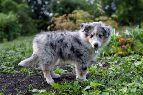 Blue Merle Sheltie Facts Appearance Genetics And Pictures