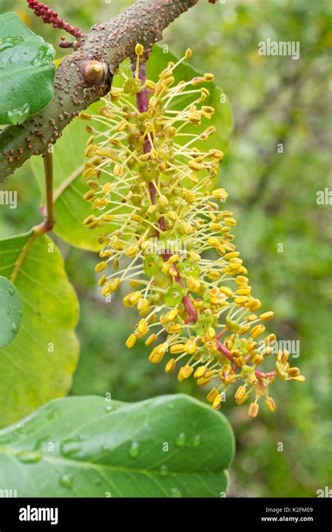 Carob tree (Ceratonia siliqua Stock Photo - Alamy