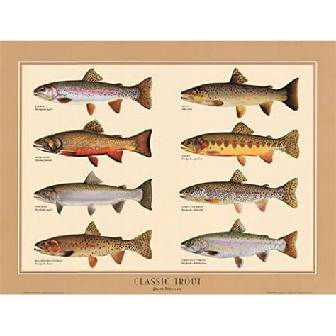 Classic Trout Fish Poster Identification Chart And Fishermen Guide By