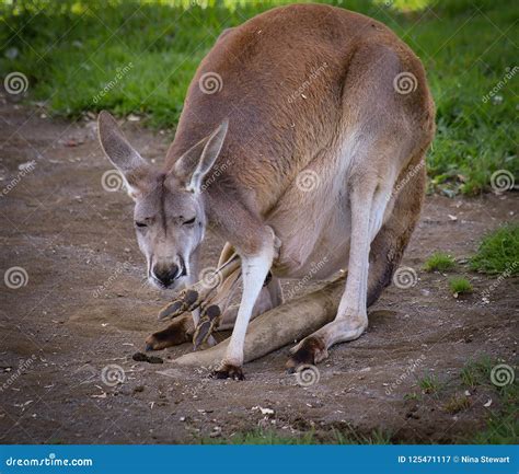 Mother Kangaroo Carrying Her Joey In Her Pouch Royalty Free Stock Image