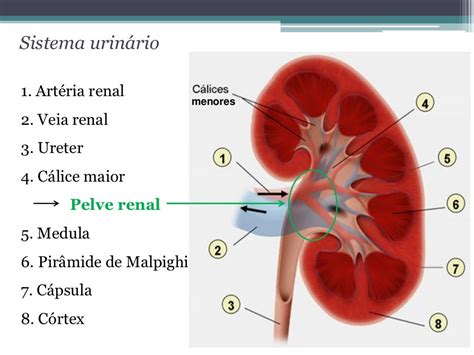 O Que É Parenquima Renal