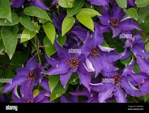 Beautiful Perennial Climber Hi Res Stock Photography And Images Alamy