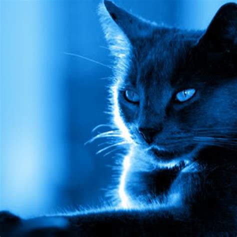 Qué Año Salió La Canción El Gato Que Está Triste Y Azul