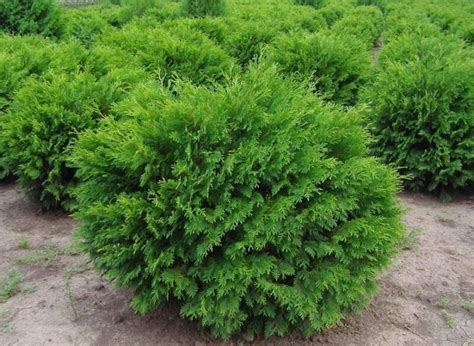 Туя західна Globosa Thuja Occidentalis Globosa Розсадник