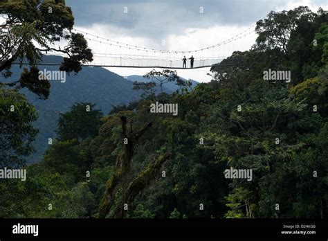 Nyungwe Canopy Walk Parque Nacional Del Bosque De Nyungwe Rwanda