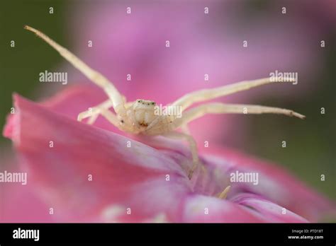 Pink crab spider hi-res stock photography and images - Alamy