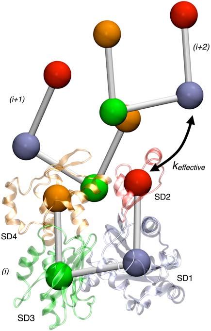 Effective Interactions Used To Describe ADF Cofilin Induced Increased