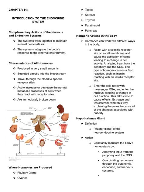 Chapter 34 Introduction To The Endocrine System Pdf Pituitary