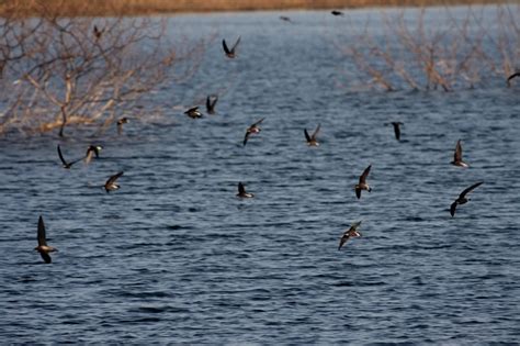 White-Throated Needletail - Facts, Diet, Habitat & Pictures on Animalia.bio