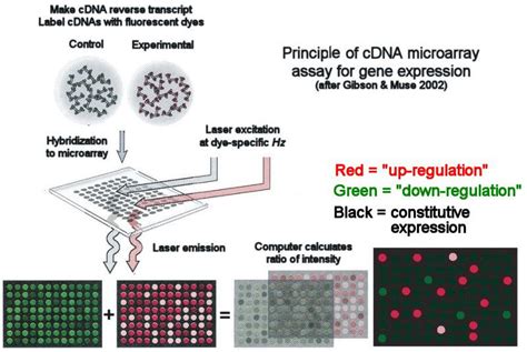 Cdna Microarray Assay Of Gene Expression