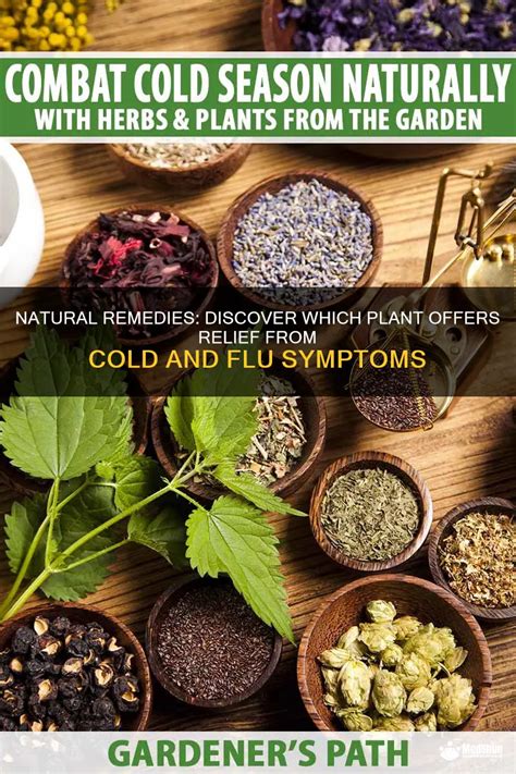 Natural Remedies Discover Which Plant Offers Relief From Cold And Flu