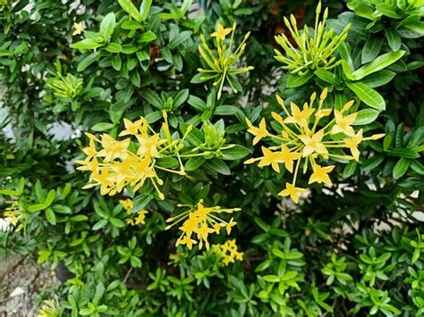 Une plante de géranium de jungle avec des fleurs jaunes et des feuilles