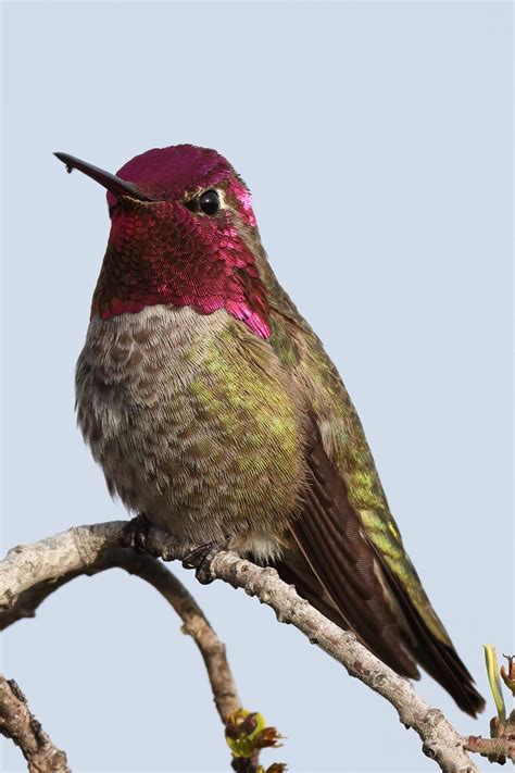 Portrait of a small bird : r/hummingbirds