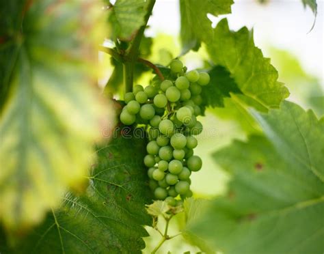 Green grapes on the vine stock photo. Image of grapevine - 177515694