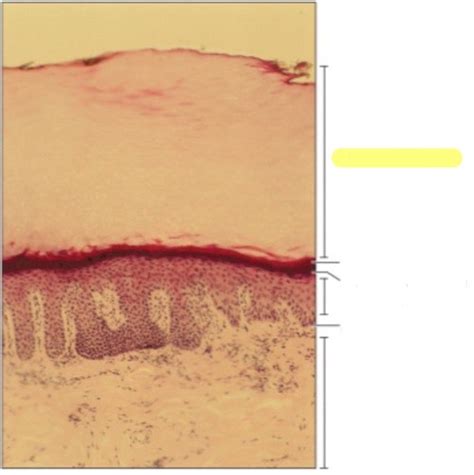 A&P practical 2 Flashcards | Quizlet 