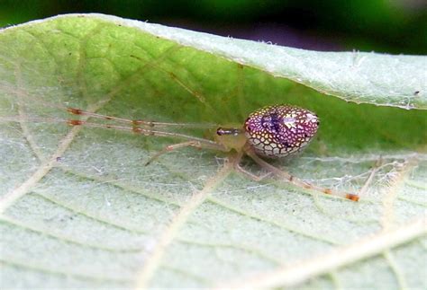 Amazing Spiders Strange And Interesting Arachnid Facts Owlcation