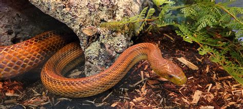 My almost 4 year old Everglades rat snake, Jaeger. My first snake and