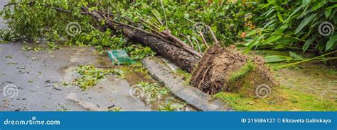 Trees Damaged And Uprooted After A Violent Storm Trees Have Fallen In