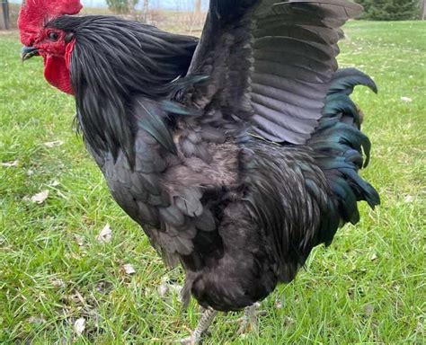 Jersey Giant Chicken: Eggs, Height, Size and Raising Tips