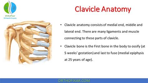 Clavicle Anatomy | Bone & Muscles