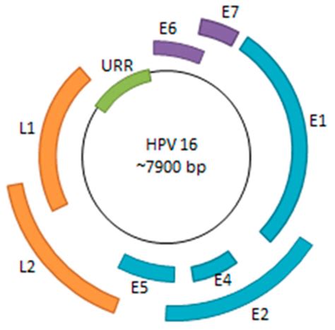 Viruses Free Full Text Targeting Persistent Human Papillomavirus