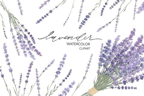 Lavender watercolor flower clipart.