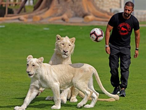 Photos: A look inside the Al Buqaish Private Zoo in Sharjah | Lifestyle ...