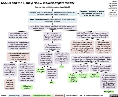 Nsaids And The Kidney Nephrotoxicity Calgary Guide