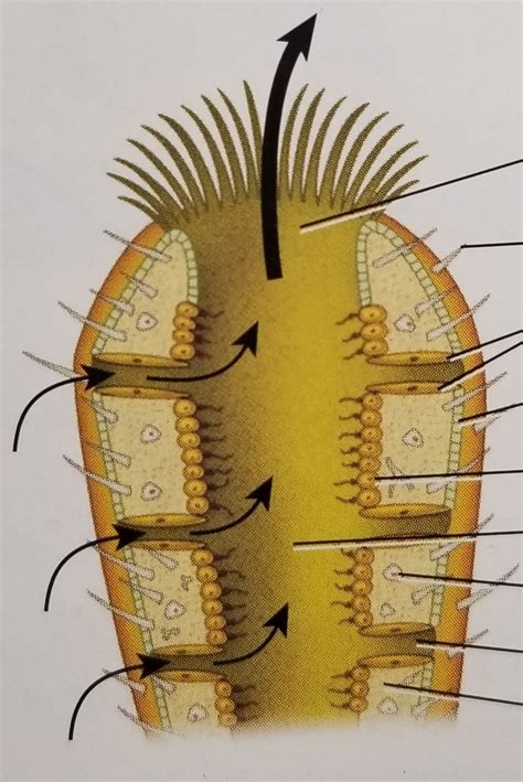 Ascon sponge type Diagram | Quizlet