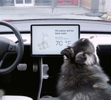 Tesla Dog Mode Malfunctions Make Life Ruff for Owners and Dogs