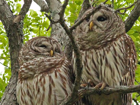 Dallas Trinity Trails Barred Owls Troubadours Of The Trees