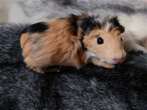 Softmount Guinea Pig Taxidermy Etsy