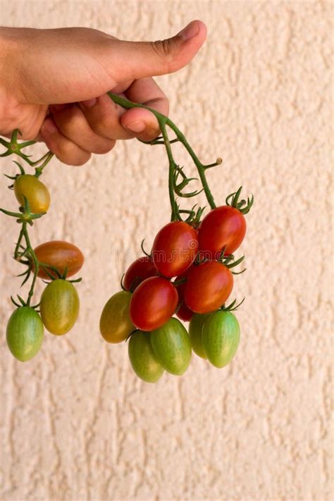 Fresh Natural Organic Tomatoes Stock Photo Image Of Organic Closeup