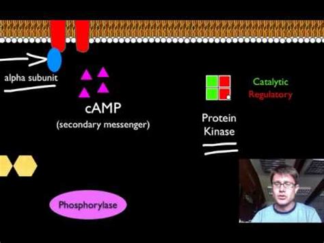 038 - Signal Transduction Pathways — bozemanscience