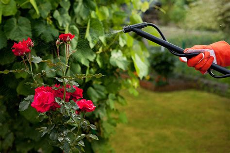 Rose Soil Guide Preparing Your Soil For Planting Rose Bushes Garden